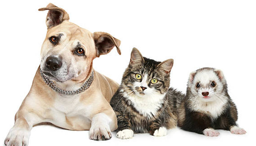 ¿Sabes como afecta la Ley de bienestar animal a tu establecimiento?